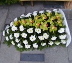 Jerba Orhidee verde, Crizanteme albe